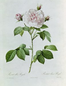Claude-Antoine Thory Les roses. Illustrazione: rosa alba regalis (litografia a colori) da Pierre Joseph Redouté